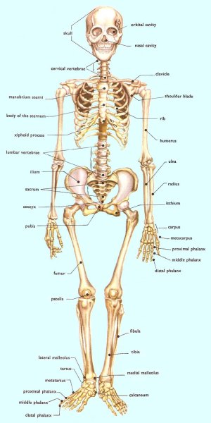 human_skeleton